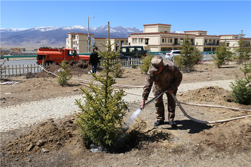 給新植樹.jpg 給新植樹.jpg