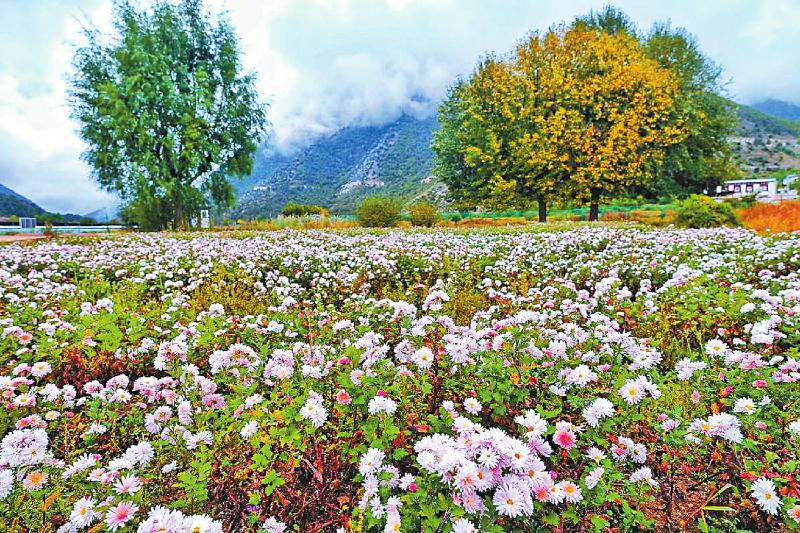 得榮縣中藏藥材.jpg 得榮縣中藏藥材.jpg