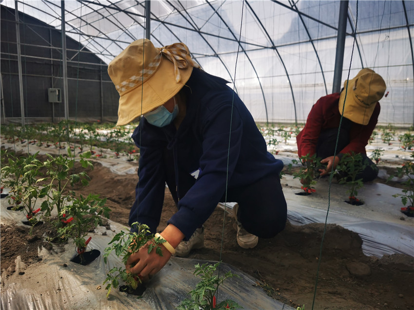 村民育苗忙.jpg 村民育苗忙.jpg
