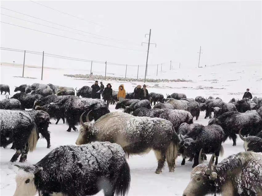 地處“云端之上”生命禁區(qū)“的農(nóng)行石渠支行80后青年益西多吉說”今年疫情流行，大伙冒雪下鄉(xiāng)送金融服務，新年首日就為農(nóng)戶發(fā)放了3000多萬元，點亮百姓牦牛致富夢，疫情終將過去，筑夢春天，我們協(xié)力點燃牧民發(fā)展信心“.jpg