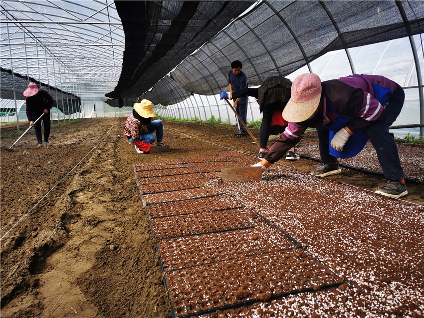 大棚里.jpg 大棚里.jpg