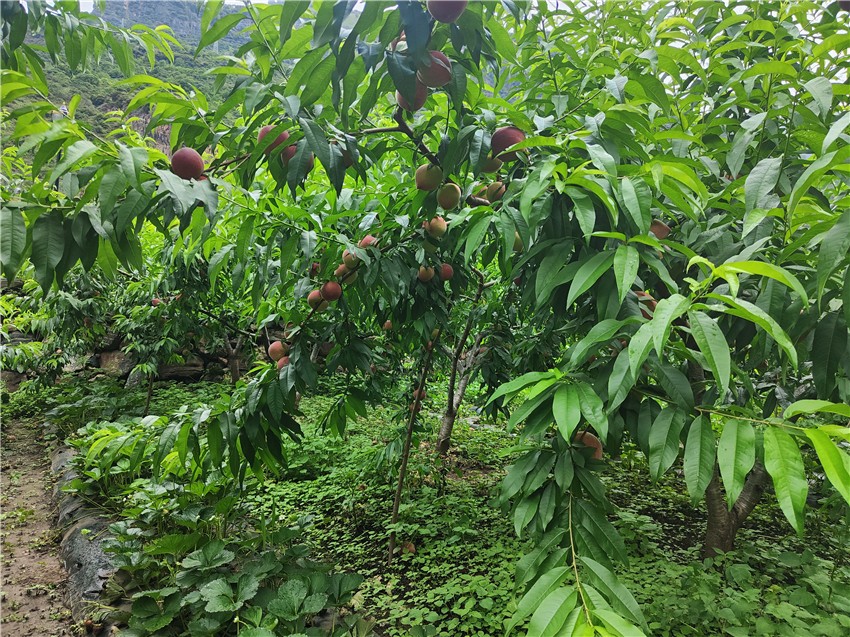 首筆強(qiáng)村貸1.jpg 首筆強(qiáng)村貸1.jpg