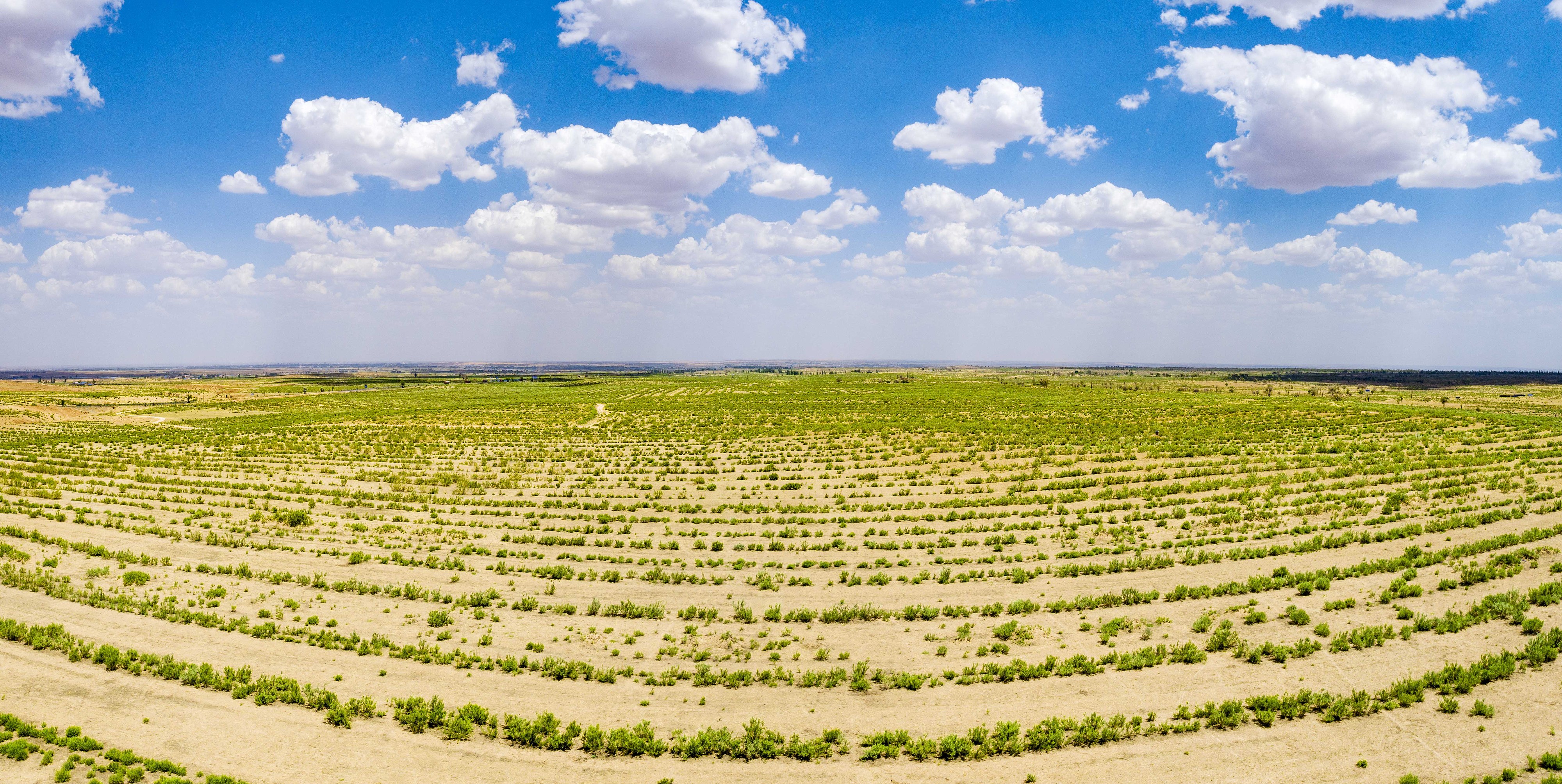 2023年6月7日，內(nèi)蒙古鄂爾多斯，毛烏素沙漠。