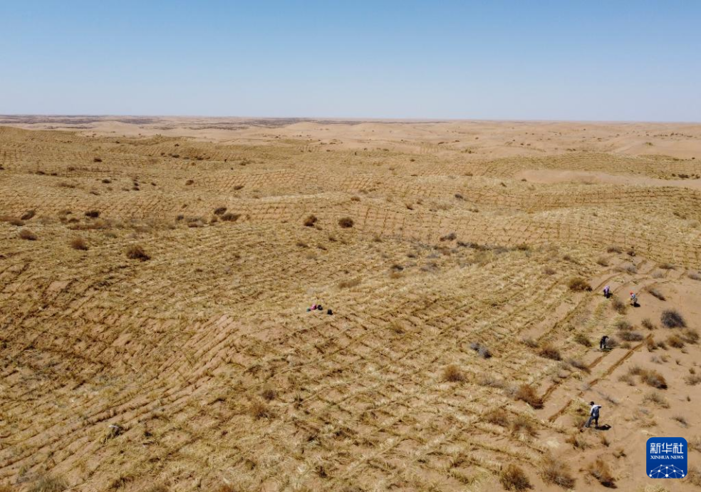 2024年4月10日，群眾在古浪縣八步沙林場麻黃塘沙區(qū)用草方格壓沙。新華社發(fā)（無人機照片）