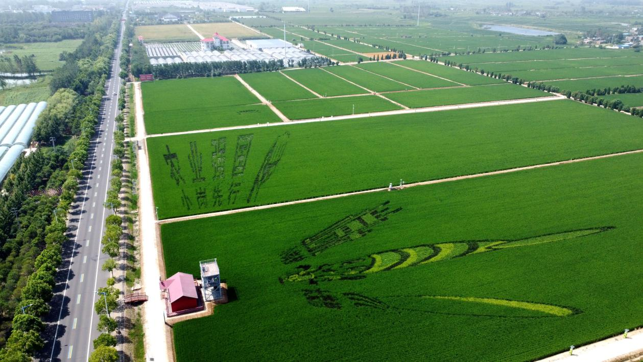 俯瞰小崗村高標(biāo)準(zhǔn)農(nóng)田。鳳陽縣委宣傳部供圖
